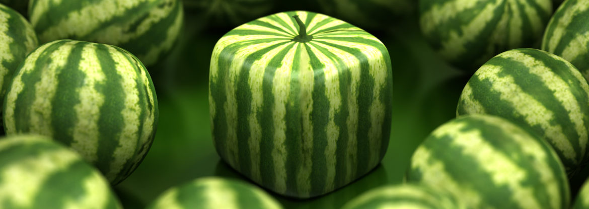 Cube watermelon Cube shaped watermelon stands out among regular ones. Difference and individuality concept.Similar images: